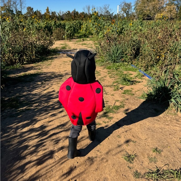 Zara Ladybug Costume 2T - Picture 8 of 8